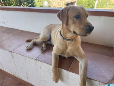 Labrador femmina - Foto 5