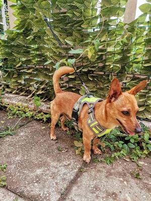 Cercasi cagnolina - Foto 3