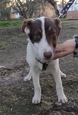 ANTONY Cucciolo 6 mesi mix Border Collie - Foto 3