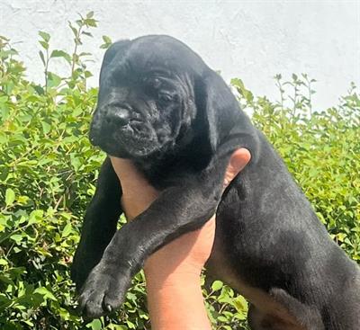 Cane corso cucciolo maschio
