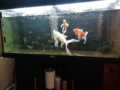 Acquario lt 180