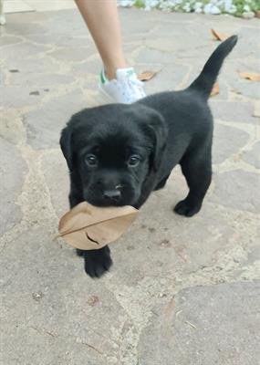 Cuccioli Razza Labrador Nero e Choco con pedigree, color marrone - Foto 3