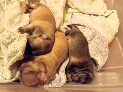 Cuccioli chihuahua con pedigree
