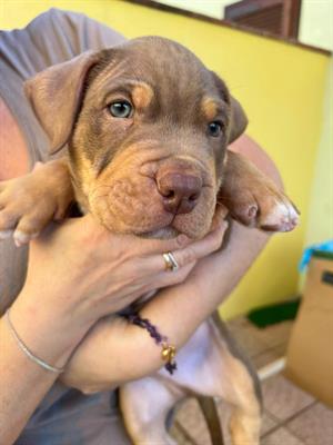 Cuccioli di Razza Pitbull Ukc red nose - Anteprima 1