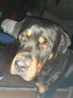 Rottweiler maschio 19 mesi pedigree ENCI