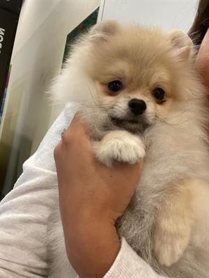 Spitz di Pomerania maschietto