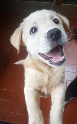 Cuccioli di labsky Razza Siberian Husky - Anteprima 1