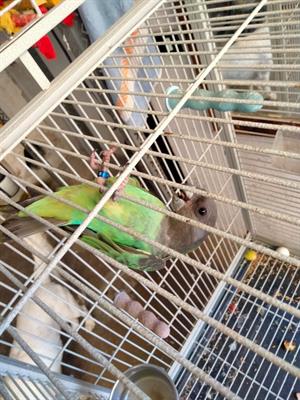 Poicephalus MEYER allevato a mano - Foto 2