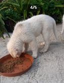 Cuccioli pastore abruzzese