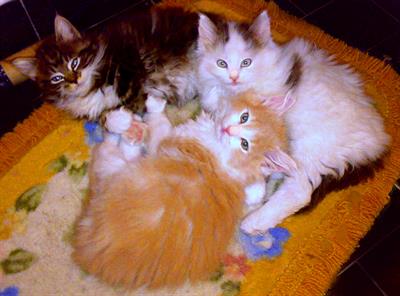 CUCCIOLINI MAINE COON