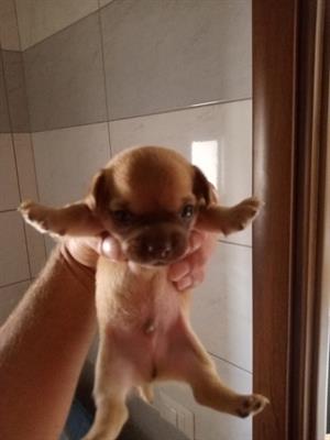 Cuccioli Chihuahua