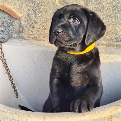 Cuccioli Labrador Retriver