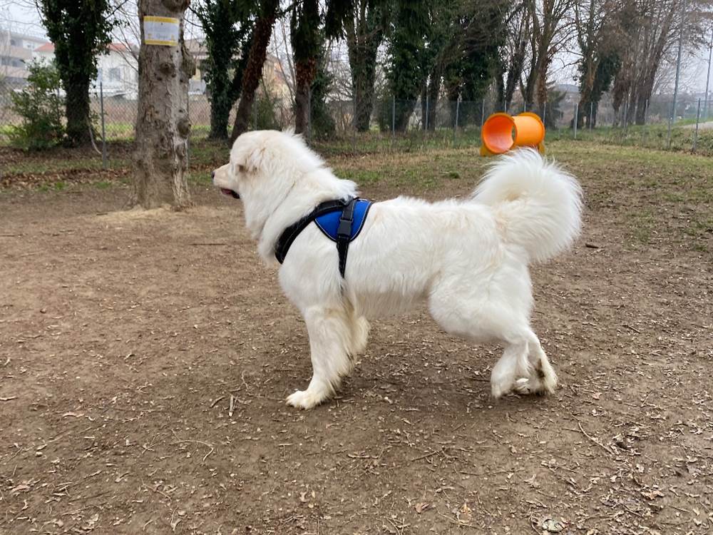 Pastore Razza maremmano abruzzese - Cani a Venezia