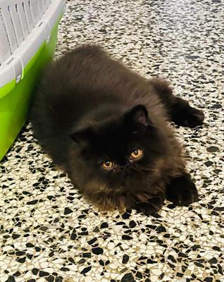 Willy gatto dolce e affettuosissimo