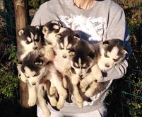 Foto 2 Cuccioli di Siberian Razza Husky