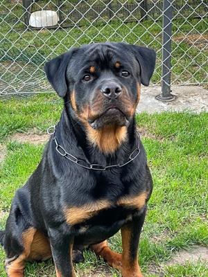 Disponibile rottweiler per accoppiamento