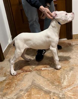 Cucciolo Dogo Argentino