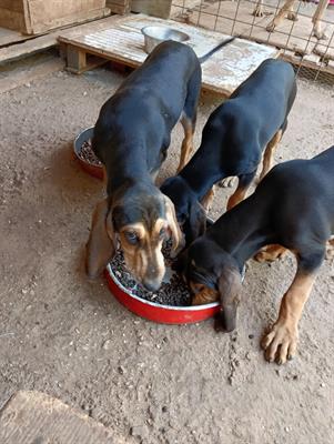 Cuccioli segugio italiano