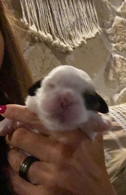 Cuccioli meravigliosi di Schitzu sono