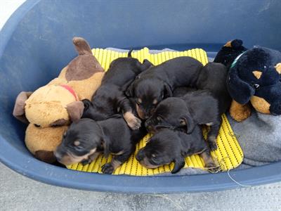 Cuccioli maschi bassotto nano