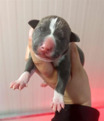 Cuccioli di AMSTAFF disponibili