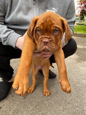 Cuccioli di dougue de bordeaux