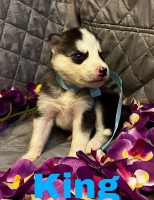 Cuccioli Husky