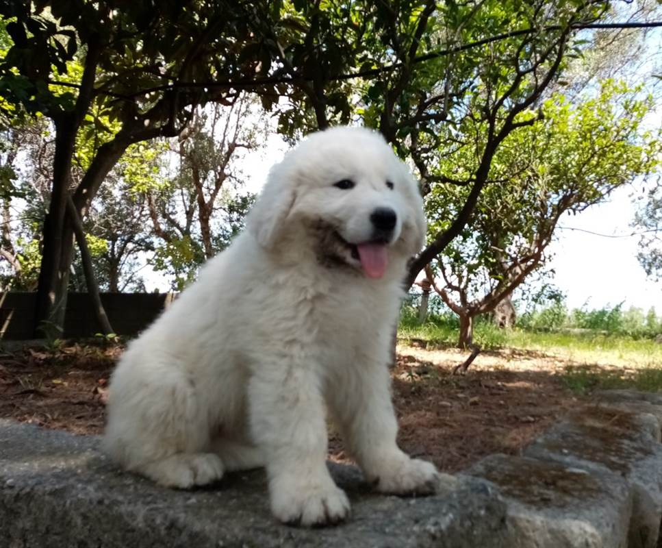Cuccioli di Pastore Razza Maremmano Abruzzese