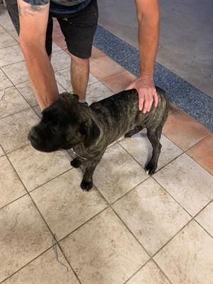 Cane corso - Foto 6