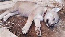 Cuccioli simili lupo cecoslovacco