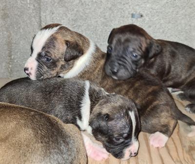 Cuccioli di Razza pitbull UKC - Foto 4