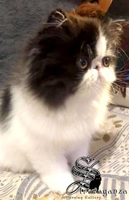 Persiano femmina bicolore