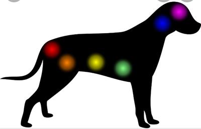 Trattamento Reiki per animali domestici