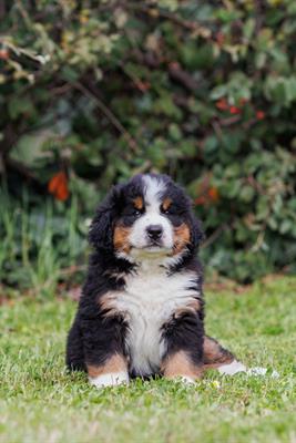 Cuccioli Bovaro del Bernese - Anteprima 1