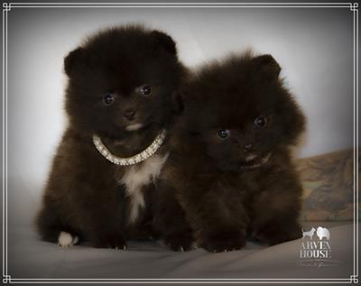 Spitz di Pomerania