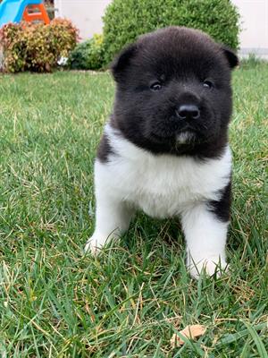 AKITA AMERICANO
