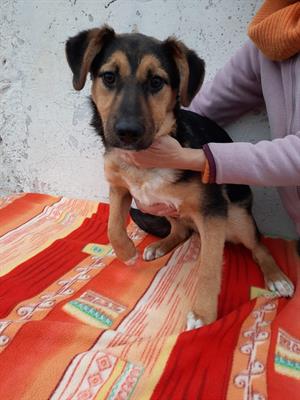 Croma simil pastore 5 mesi