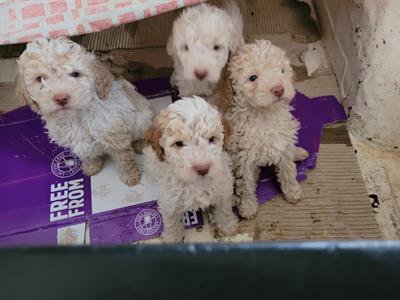 Cuccioli Lagotto Romagnolo