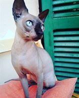Canadian sphynx maschio pedigree. X accoppiamento.