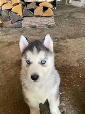 Cuccioli Siberian Razza Husky - Foto 4