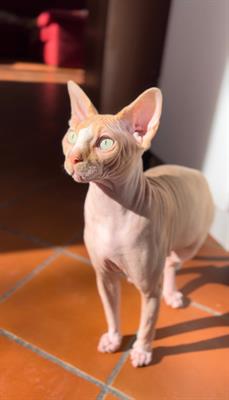 Stallone Canadian Sphynx