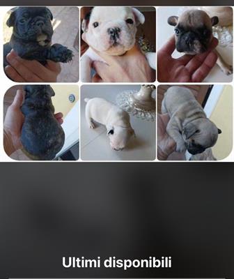 Vendo cuccioli buldog francese - Foto 2
