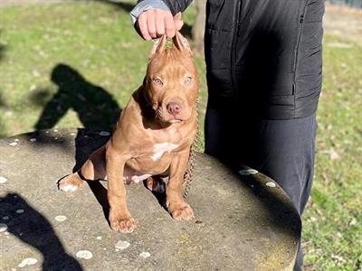 Cucciolo di American Pitbull Terrier Red Nose Ukc