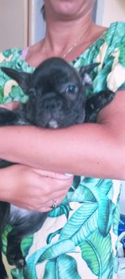 Bouledogue francese