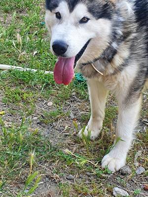 Monta alaskan malamute
