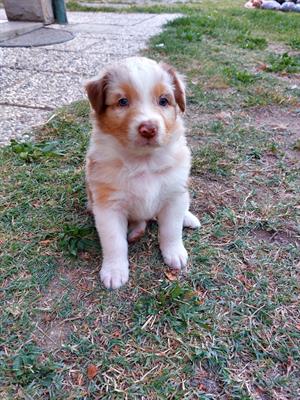 Cuccioli di Australian sheperd con pedigree - Foto 5