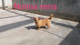 Adozione del cuore NENA e MILORD