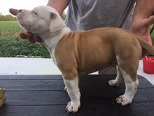 Cuccioli amstaff