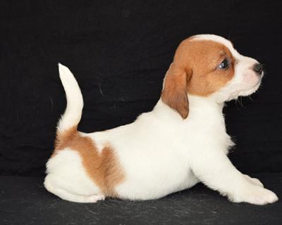 Jack Russell Terrier - Cuccioli Altamente Selezionati, modello B - Anteprima 1