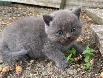 Gattini 2 mesi compiuti, razza Scottish